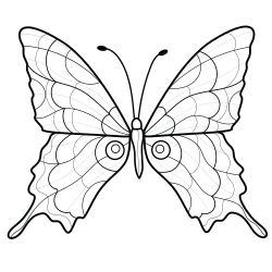  Hübscher Schmetterling