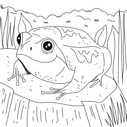 Desert rain frog