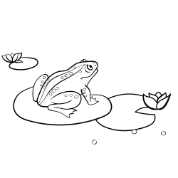 Frog in the river