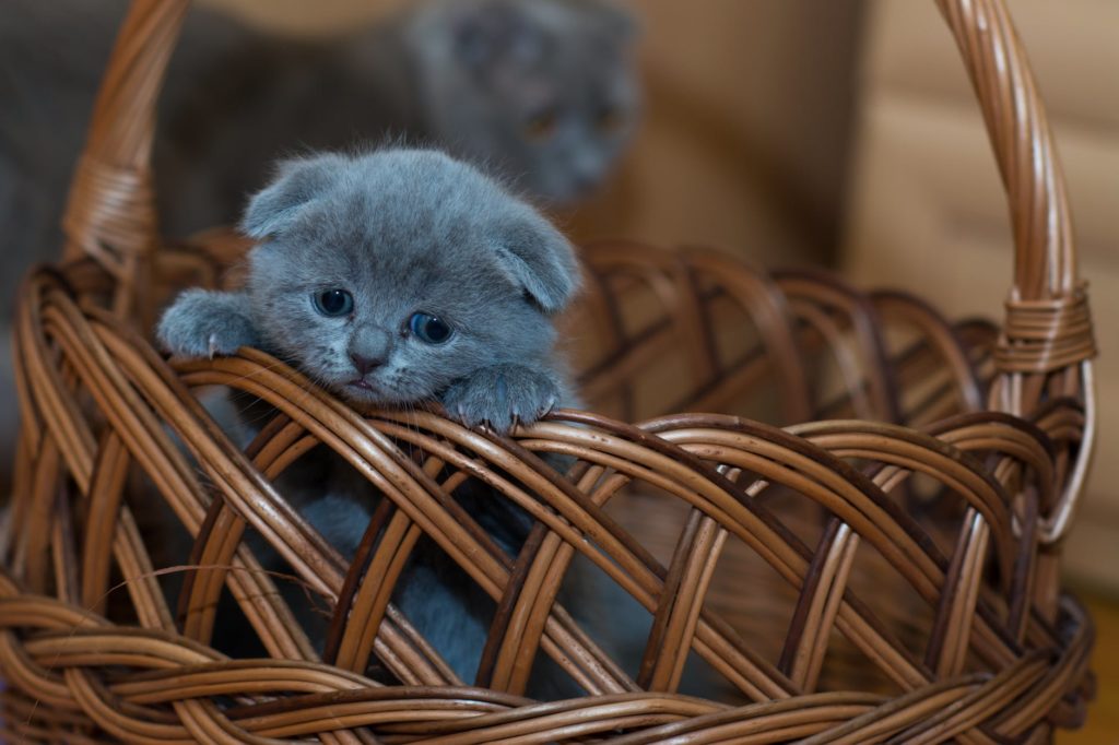 茶色の編まれたバスケットのロシアン ブルーの子猫